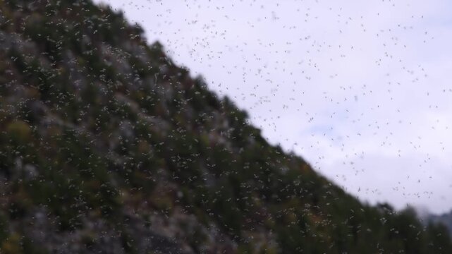 Nu&eacute;e de moucherons au ralenti pr&egrave;s d&rsquo;un versant rocheux