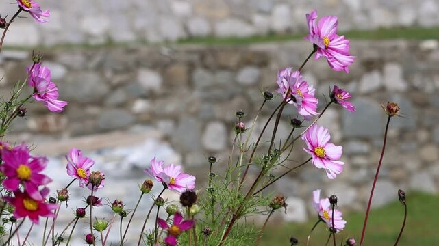 Cosmos roses au ralenti devant un mur de pierre