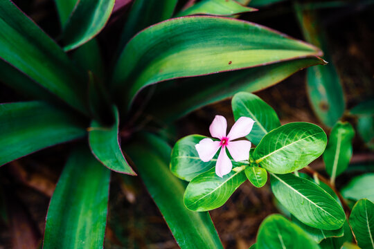 pink flower in garden