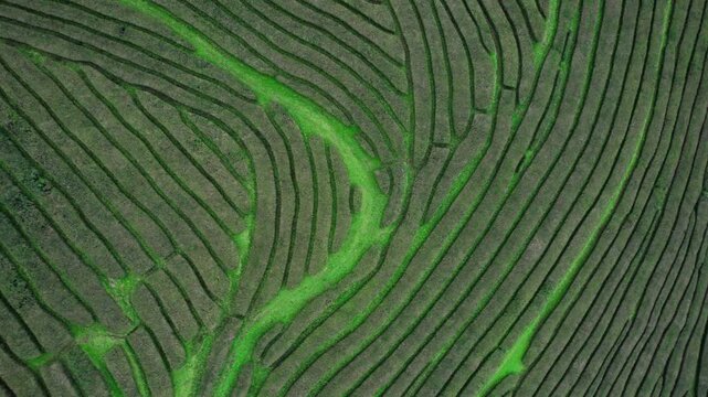 Aerial top-down view of curving tea plantation rows with bright green paths on a hillside