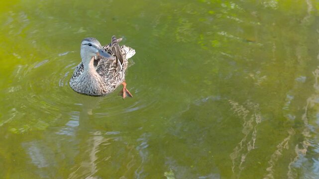 Close Up of Female Mallard Duck Quacking and Swimming on Water