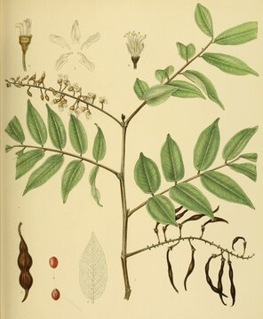 Sophora zeylanica, native to Southeast Asia, Sri Lanka, digitally restored historical colour print from 1893