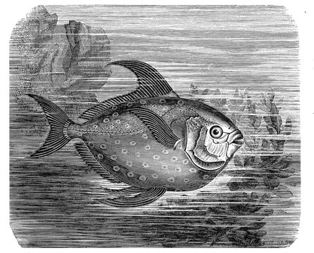 Fish, God Salmon or Moon Fish, Lampri luna, Historic, digitally restored reproduction from a 19th century original