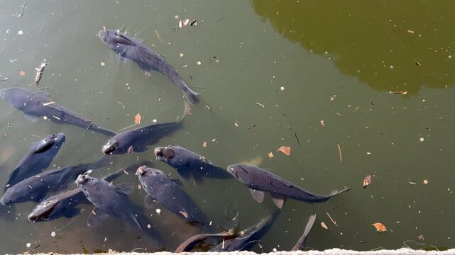 School of dark carp gathering at the surface of a pond with mouths open waiting for food in Japan, top view