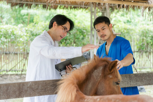 An Asian male veterinarian in a lab coat explains medical instructions while checking a pony with his assistant at a stable.