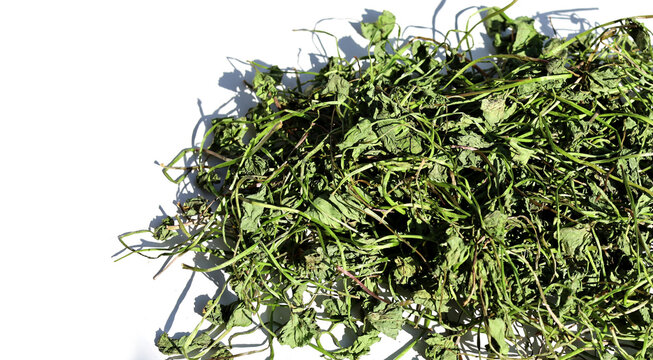 Pile of dried gotu kola leaves