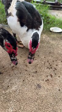 black and white Muscovy ducks with red faces peck at feed pellets scattered on the ground beside a pond with green grass. close-up of ducks feeding outdoors