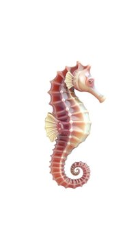 Marine Life And Ocean Beauty Concept. Glossy Pastel Seahorse With Curled Tail And Delicate Fins Seamless Loop Animating On White Background With Alpha Matte