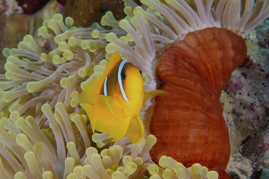 A red sea clownfish (Amphiprion bicinctus) in its splendour anemone (Heteractis magnifica), Daedalus Reef dive site, Egypt, Red Sea