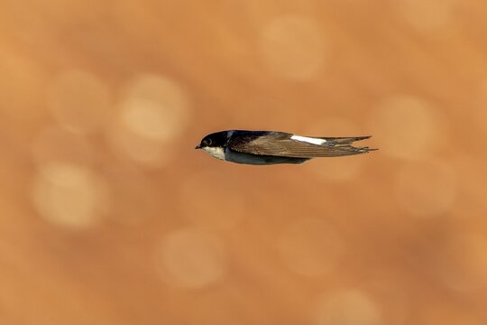 Swallow flying fast horizontally in front of blurred background, House Martin (Delichon urbicum, Syn.: Delichon urbica), wildlife, Germany