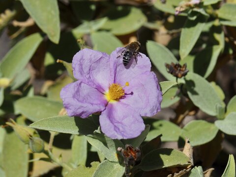 Purple flower, Cistus symphytifolius, with a bee on the petals, Altavista, Tamadaba nature park Park, Gran Canaria, Spain