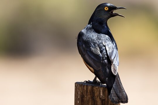 Black-bellied Glossy Starling (Notopholia corruscus), Namibia