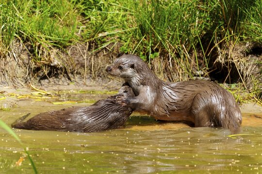 Otter playing at the water's edge, one playfully clutching the other, European otter (Lutra lutra) Germany