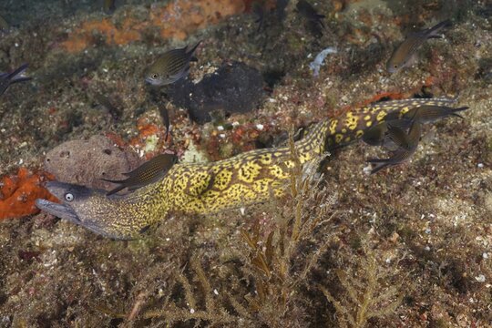 A Mediterranean moray eel (Muraena helena) between wreck parts full of small fish in a detailed scene, dive site wreck Le Vapeur, Giens peninsula, Provence Alpes C&ocirc;te d'Azur, France