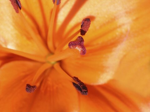 An orange blossom