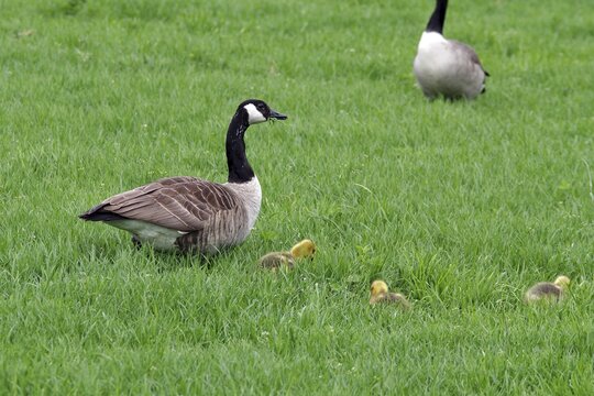 Geese with chicks on a green field in spring, cycling route, Banevallsleden, Asnen National Park, Smaland, Sweden