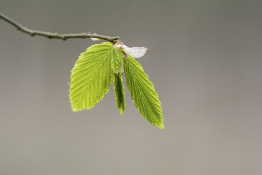 A beech (Fagus) leaf in spring, Ahlhorn fish ponds, Ahlhorn, Lower Saxony, Germany