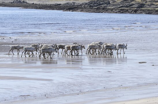 Reindeer (Rangifer tarandus) at low tide on the beach of the Barents Sea, Northern Norway, Lapland, Norway, Scandinavia