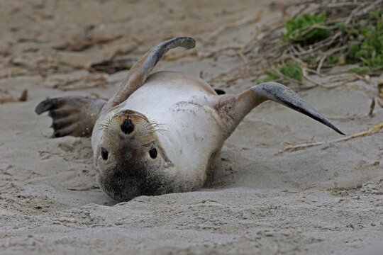 Australian sea lion (Neophoca cinerea), juvenile, on the beach, Seal Bay Conservation Park, Kangaroo Island, South Australia, Australia