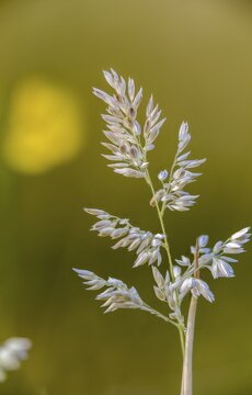Holcus lanatus, honeygrass, meadow soft grass, velvet grass, wooly honeygrass, Yorkshire fog, flora, high size, portrait format, plants, plants