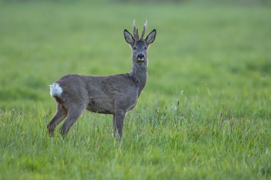 European roe deer (Capreolus capreolus), roebuck, changing hair, Vechta, Lower Saxony, Germany