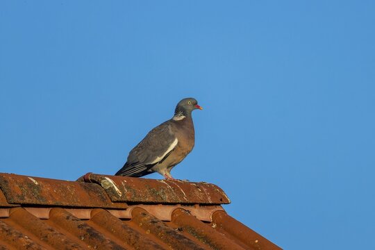 Pigeon sitting quietly on a tiled roof in front of a blue sky, wood pigeon (Columba palumbus), wildlife, Germany