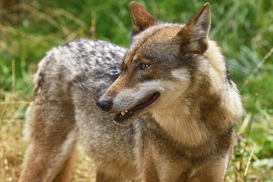 Gray wolf (Canis lupus), animal portrait, Germany