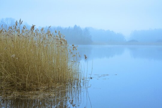 Ahlhorn fish ponds in fog, Ahlhorn, Lower Saxony, Germany