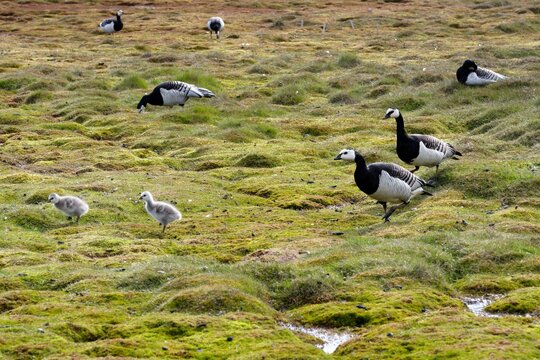 Grazing barnacle geese and chicks (Branta leucopsis), Longyearbyen, Spitsbergen Island, Svalbard Archipelago, Norway