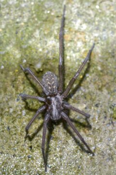 Dustbunny spider, eratigena atrica, eratigena atrica cf., large house angle spider, house spider, house funnel spider, cellar spider, tegenaria atrica, angle spider, high size, vertical format, spider, spiders