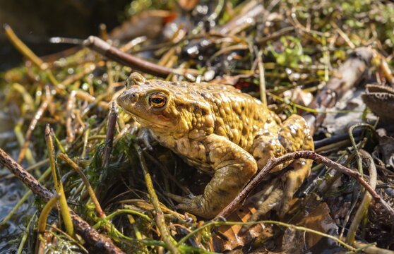 Common toads (Bufo bufo), mating at water, Stallauer Weiher, Bavaria, Germany