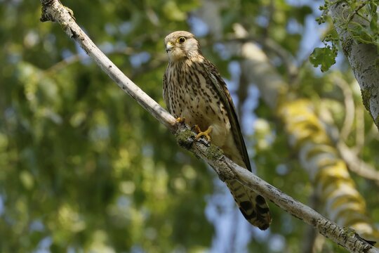 Saker falcon (Falco cherrug), on a branch, wildlife, Burgenland, Austria