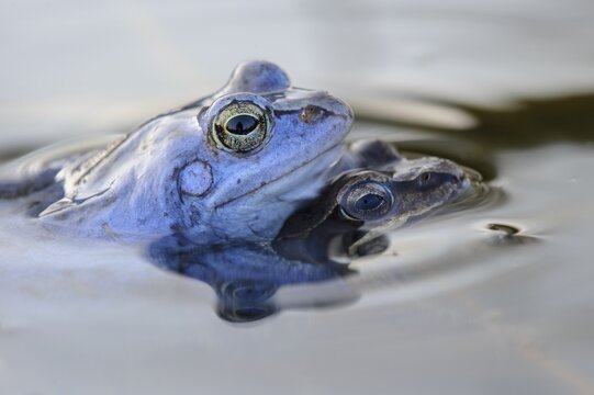 Moor frog, Goldenstedt, Lower Saxony