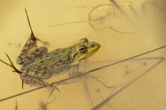 Edible Frog, Pelophylax Esculentus, Pelophylax Kl. Esculentus, Rana Kl. Esculenta, Pond Frog, Amphibian, Frog, Frog, Amphibian