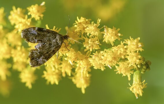 Anthophila fabriciana, brown spreader butterfly, nettle wiper butterfly, common nettle tap, round-fronted moth, spreader wing nettle moth, butterfly, insects, butterflies, butterflies, butterflies, butterflies, butterflies