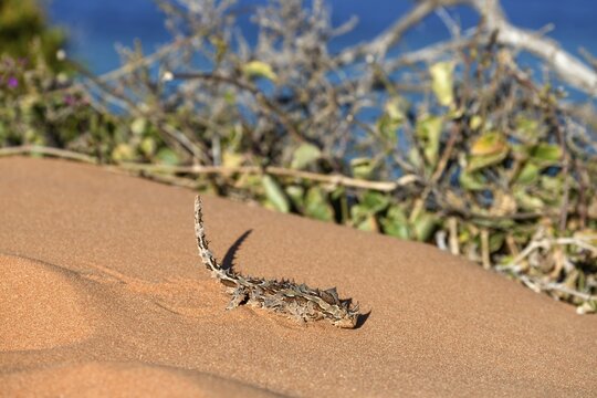 Thorny devil (Moloch horridus), Fran&ccedil;ois P&eacute;ron National Park, Shark Bay, State of Western Australia, Australia