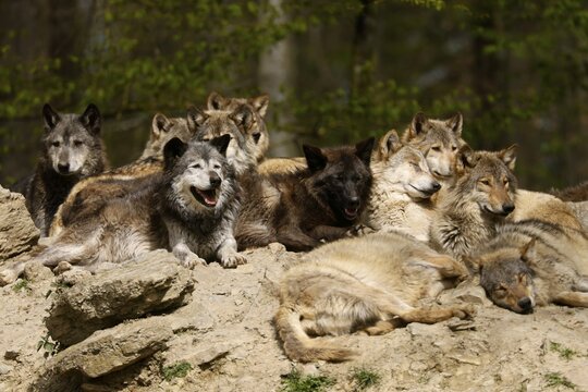 Algonquin wolf (Canis lupus lycaon), wolf, American wolf, pack on a hill, Germany