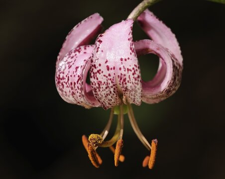 Martagon or Turk's cap lily (Lilium martagon)