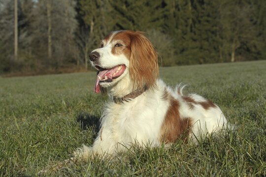 Hunting dog Irish Setter, Allg&auml;u, Bavaria, Germany