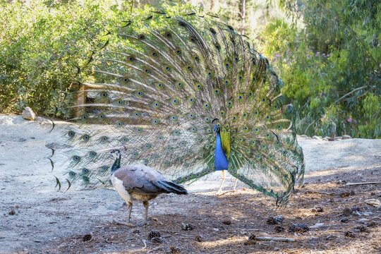 Peacock Indian peafowl (Pavo cristatus) beats wheel in front of female, Peacock Forest Plaka Forest, Kos, Dodecanese, Greece