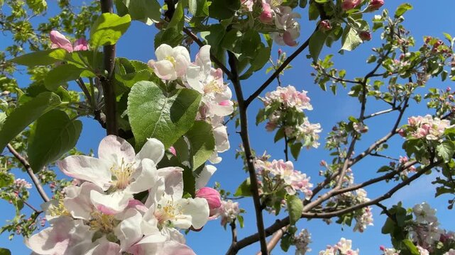 Apple blossom in spring orchard.