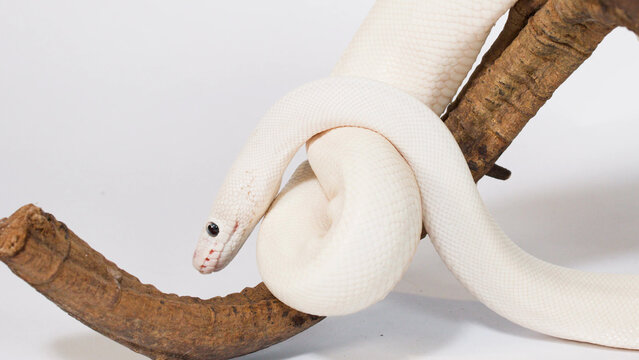 Albino White Ball Python Coiled Around a Wooden Branch