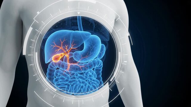 Human Gallbladder and Bile Ducts Anatomy - Glowing Orange Highlight in Digestive System UI - Medical 3D Animation Video