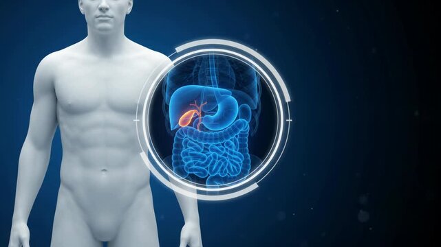 Human Gallbladder Anatomy - Highlighted Organ in Male Digestive System Scan - 3D Medical Animation 4K Footage