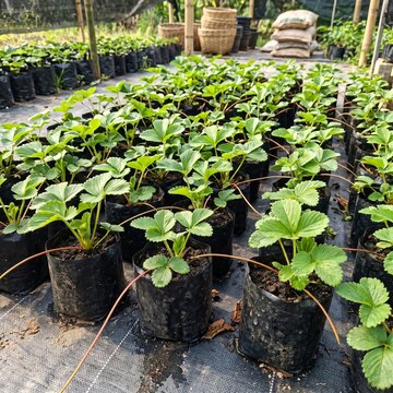Young strawberry plants growing in black polybags on nursery farm with runners and green leaves