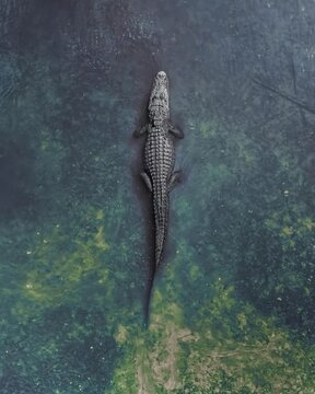 alligator in the everglades