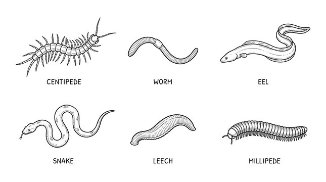 Linear style illustrations of various long shaped animals and bugs