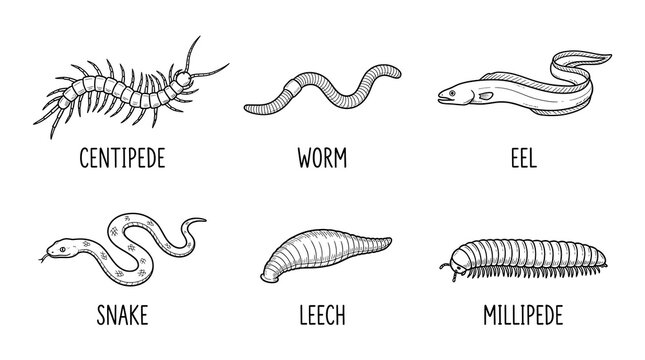 Black and white line art vector illustrations of slithering animals
