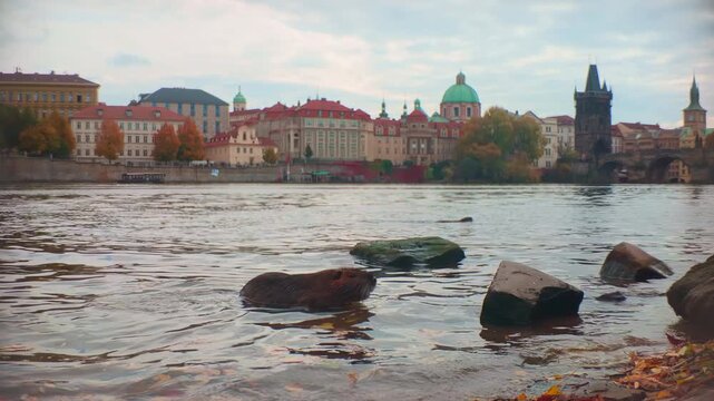 Nutria slowly emerges from water of Vltava River, with another nutria swimming in background against backdrop of Prague. Coypu (Myocastor coypus) sniffs the air in littoral zone at autumn time.
