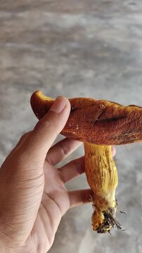 A man hold bolete orange mushroom with blurred on background. This mushroom cannot be eaten because it is a strange mushroom.